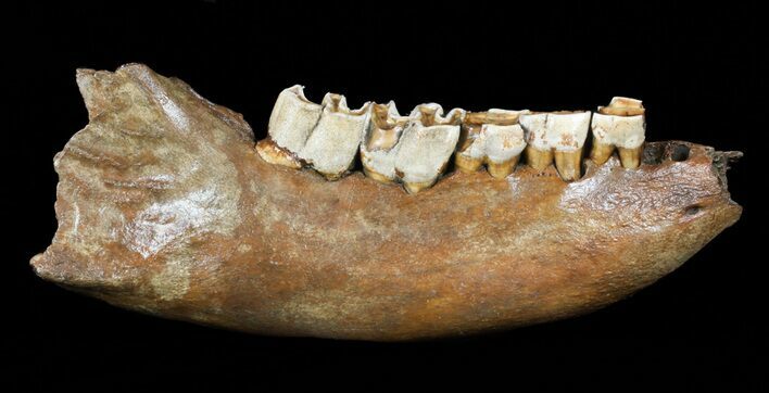 Woolly Rhino (Coelodonta) Lower Jaw With Molars #58054